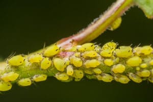 Aphids on branch - lawn and garden insect control