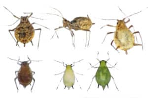 Lawn and garden pests images. 