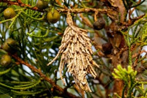 Bag worm on branch - lawn and garden pest control - Watson's Weed Control