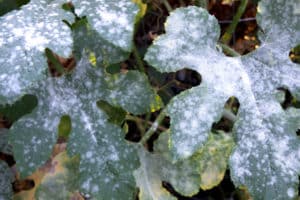 Plant leaves with powdery mildew disease.