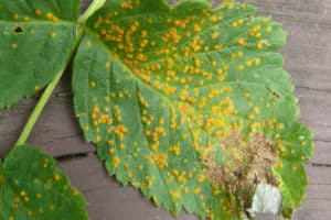 Plant leaf with yellow, spotted disease.