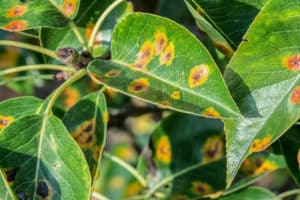 Plant leaf with rusty, spotted disease.