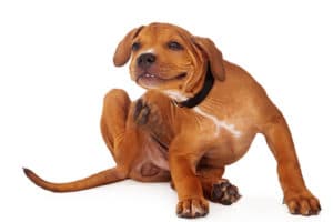 Cute brown dog scratching neck with hind leg - Watson's Weed Control