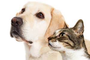 Blonde Labrador retriever and house cat looking up toward something - Watson's Weed Control