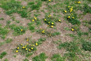 Weeds in yard needing weed control and lawn fertilization.