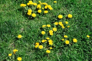 Dandelions in yard need weed control. 