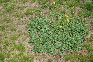 Yard with little grass and huge dandelion weeds needing weed control and lawn fertilization. 