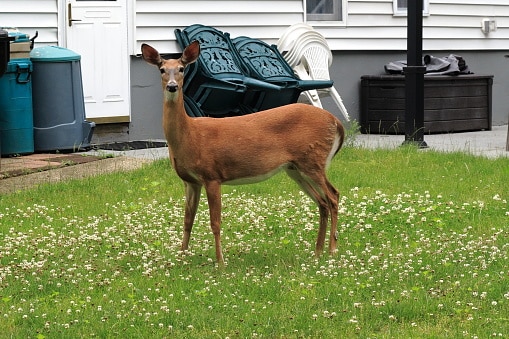 Deer in back yard of home.