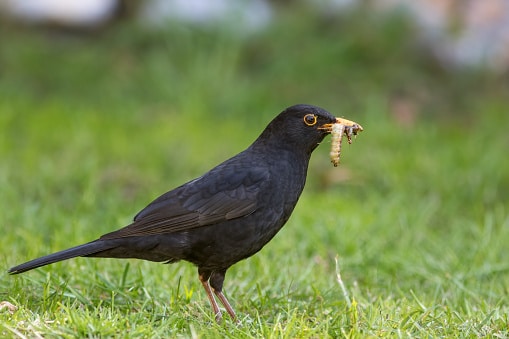 Male Black Bird with grub worm in its mouth. Indicates need for grub removal treatment.