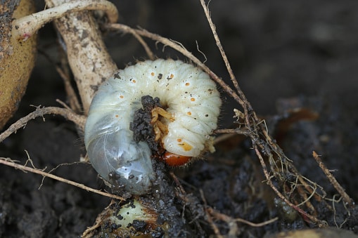 Grub worm in soil indicating need for grub worm treatment. 