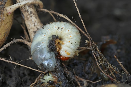 Grub worm in soil indicating need for grub worm treatment.