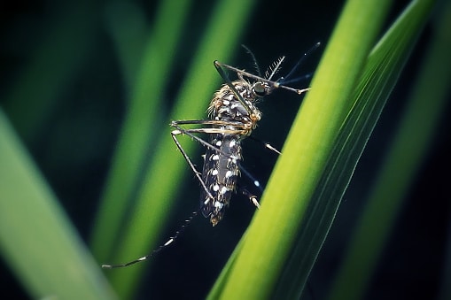 Mosquito on stem needing mosquito control.