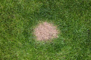 Looking down from above onto a brown and dead patch of grass caused by the Brown Patch Lawn Disease. 