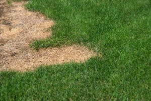 Photograph of a green lawn with a large dead area known as Pythium Blight.