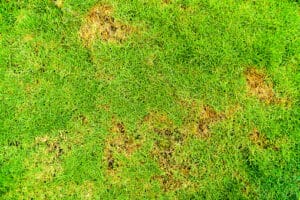 Rust Lawn disease causes damage to green lawns, lawn in bad condition and need maintaining by Lawn Service, Watson's Weed Control.