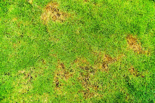 Ultimate Guide to Oklahoma Lawn Disease and Fungus - Part 1