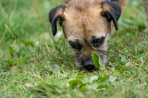 Border Terrier smelling unusual odors in lawn due to lawn disease and fungus. 