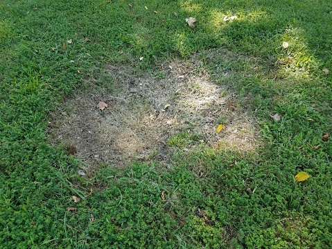 Large brown discolored or dead patch in green grass from lawn disease or fungus.