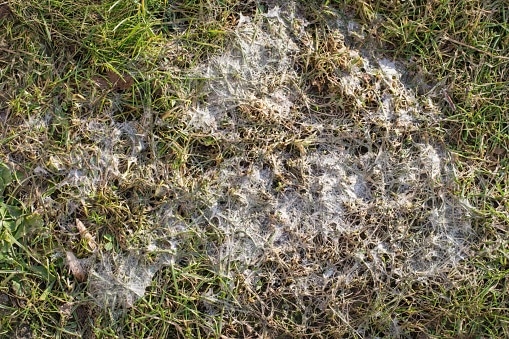 Mold in the grass is lawn disease and fungus. 