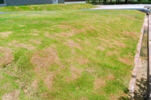 Pests and disease cause amount of damage to green lawns. This requires a professional lawn care company to get it into shape before you lose your lawn.