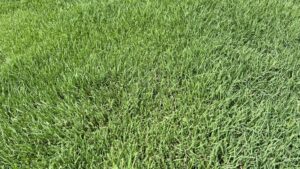 Closeup of deep green bermudagrass in summer lawn. Deep green Bermudagrass lawn thriving in the summer heat in the southeast. Bermudagrass lawns grow dense and deep green with proper soil ph balance and proper fertilization. ph balance of lawn - Watson's Weed Control
