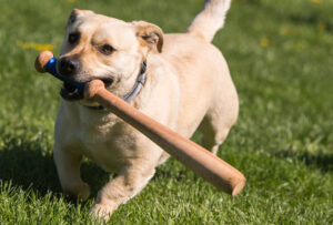 Edmond Oklahoma Pest Control Dog Playing in Yard - Watson's Weed Control