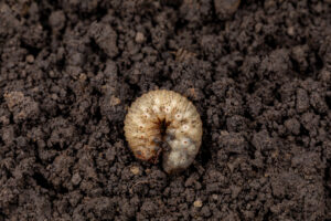 White grub in soil of lawn. Concept of lawncare, lawn and garden pest control. - Grub Control-turf solutions OKC-Watson's Weed Control