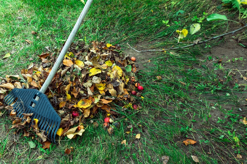 Cleaning fall leaves in the garden with a plastic rake. Fall lawn preparation.