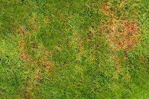 The texture of a sick lawn - lawn fragment affected by the fungus. Understanding lawn rust disease - Watson's Weed Control