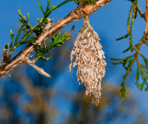 Bagworm on pine fir tree branch. Watson's Weed Control can help with preventive treatment.