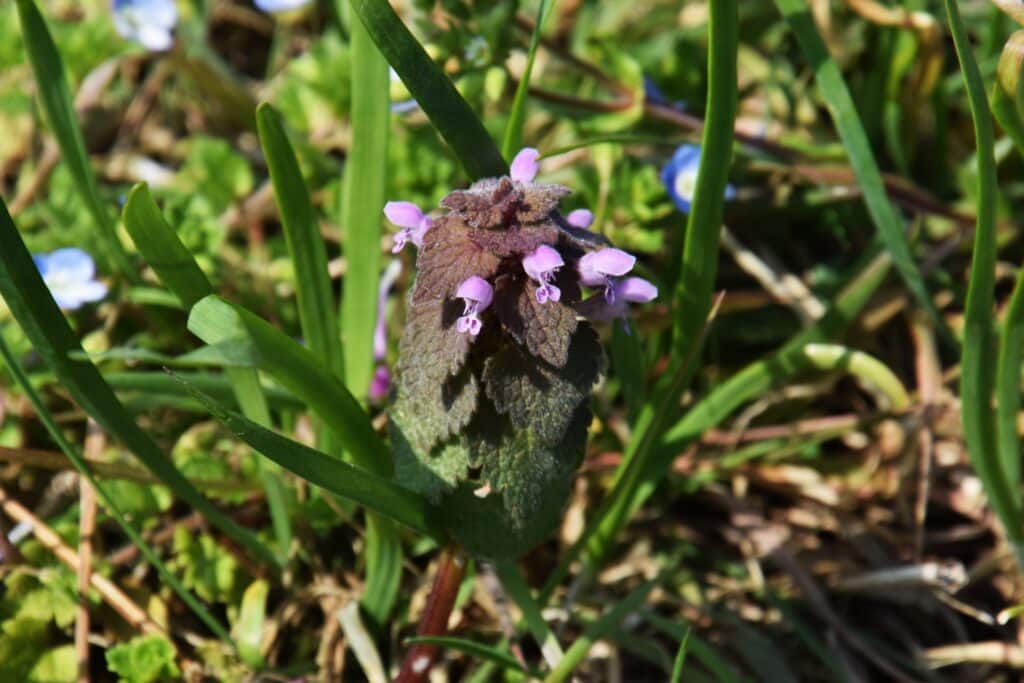 Purple cute spring flowers `Henbit` - Winter Weed Control in Oklahoma City - Watson Weed Control